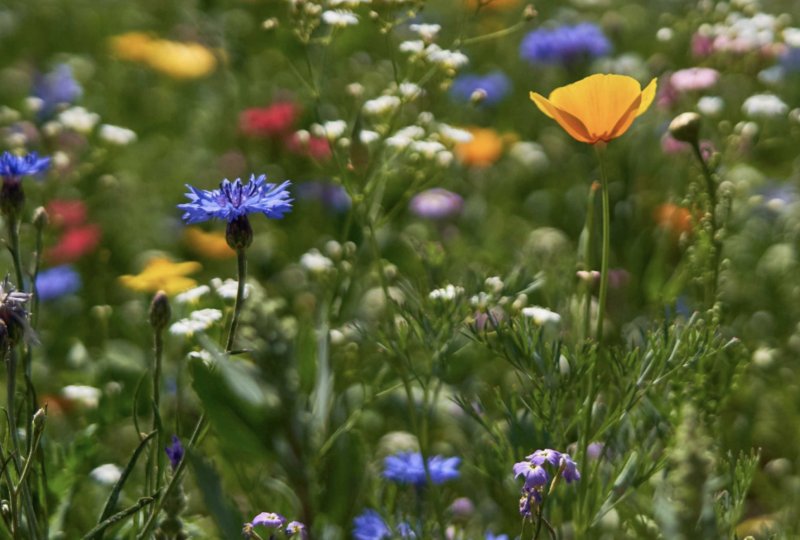 Månedsbrev mai og juni 2024